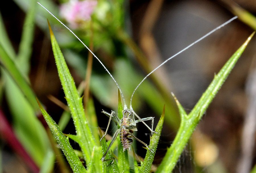 Tylopsis lilifolia, giovane neanide   - dalla Grecia